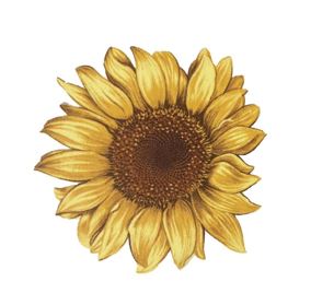 Beaker Sunflower Decal