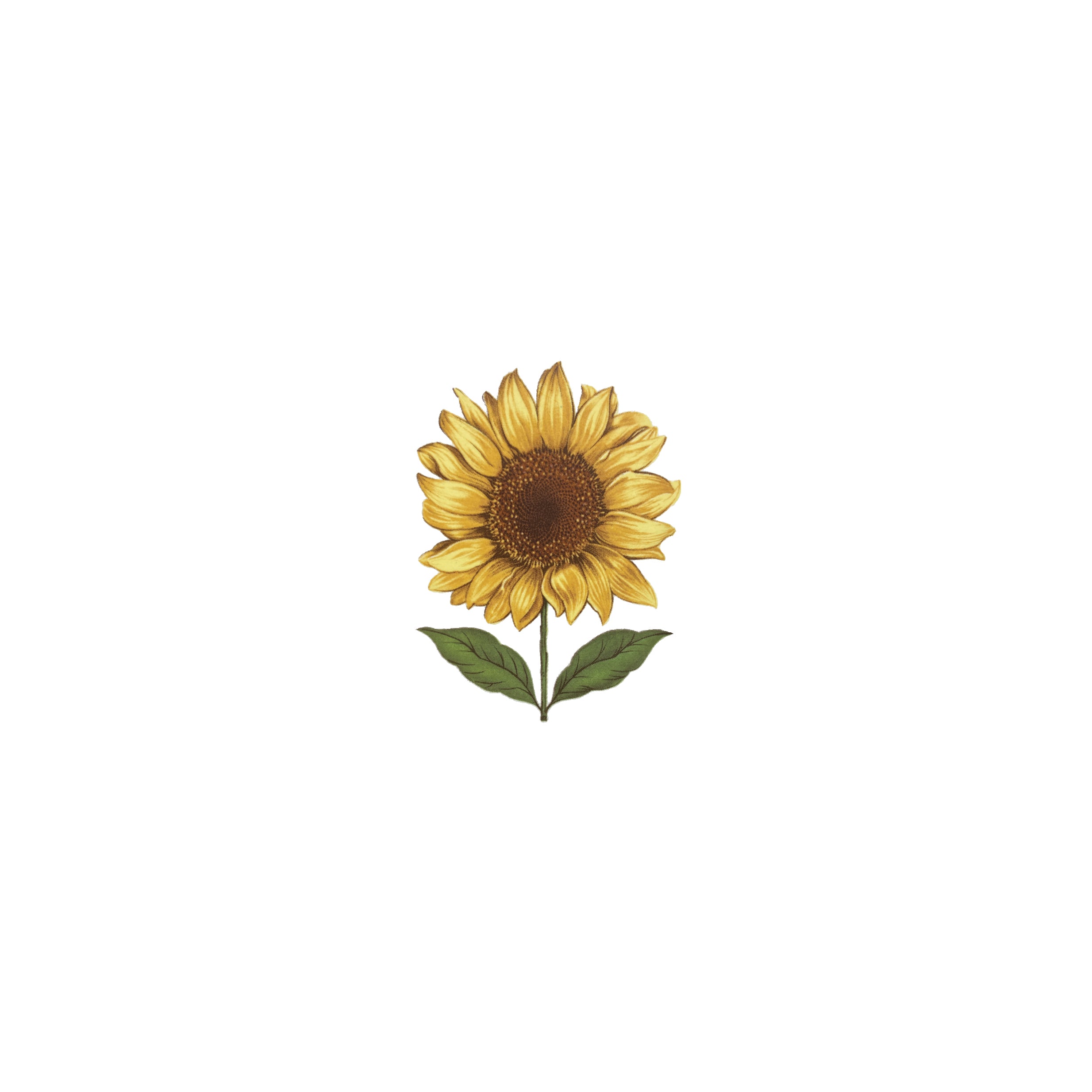 Big Perc Sunflower Decal