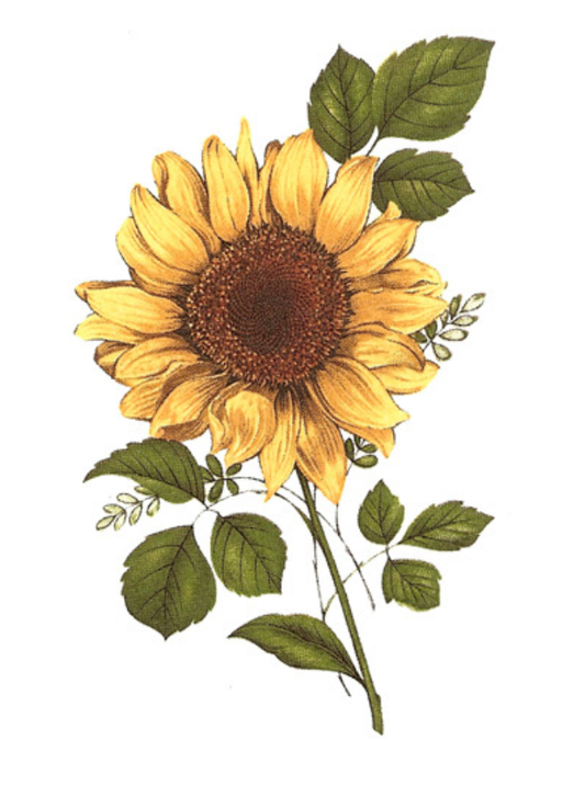 Straight Tube Base Sunflower Decal